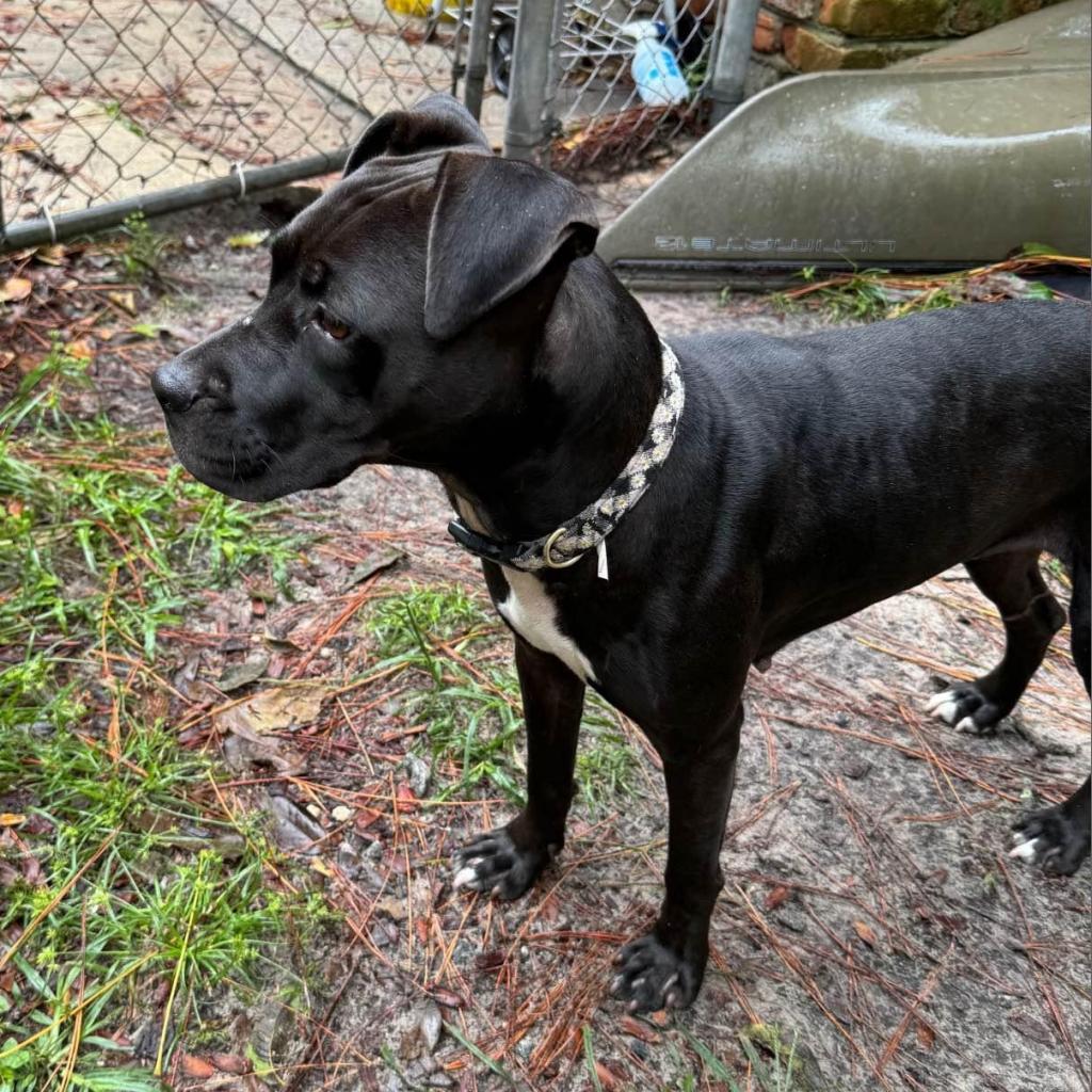 Enlarge Alabama, a Adoptable Mixed Breed image 5/6