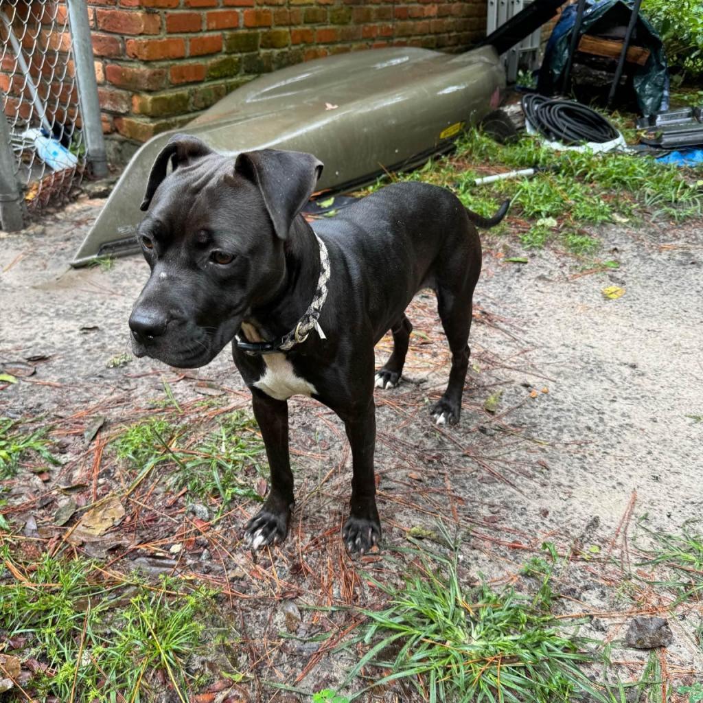 Enlarge Alabama, a Adoptable Mixed Breed image 6/6