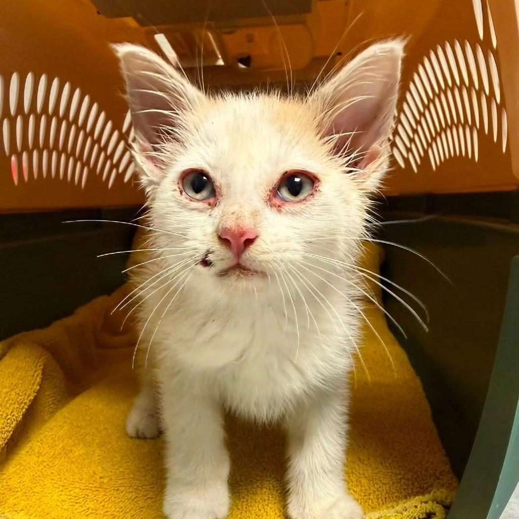 Winslow, Adoptable, Kitten Female Domestic Short Hair.
