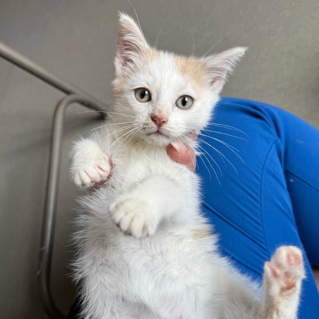 Enlarge Winslow, a Adoptable Domestic Short Hair in Coralville, IA image 2/2