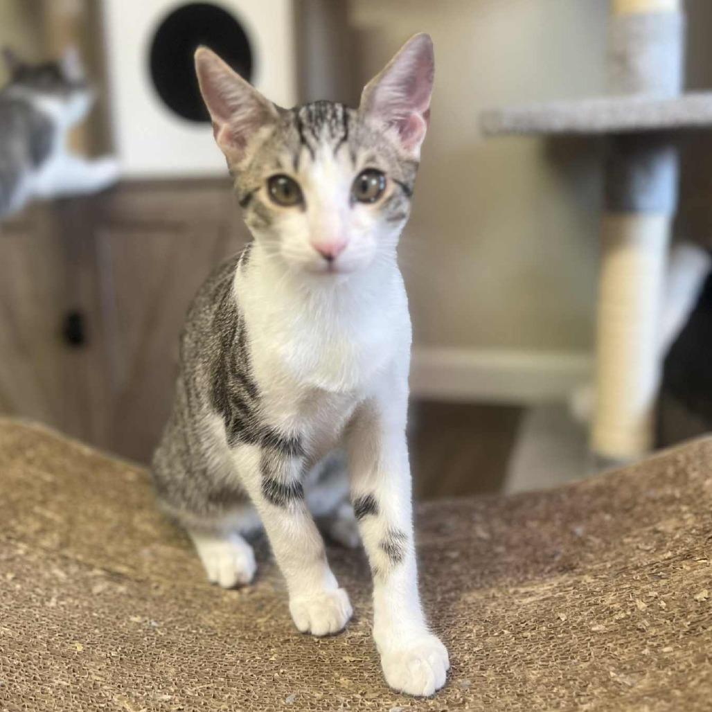 Quartz, Adoptable, Young Male Domestic Short Hair.