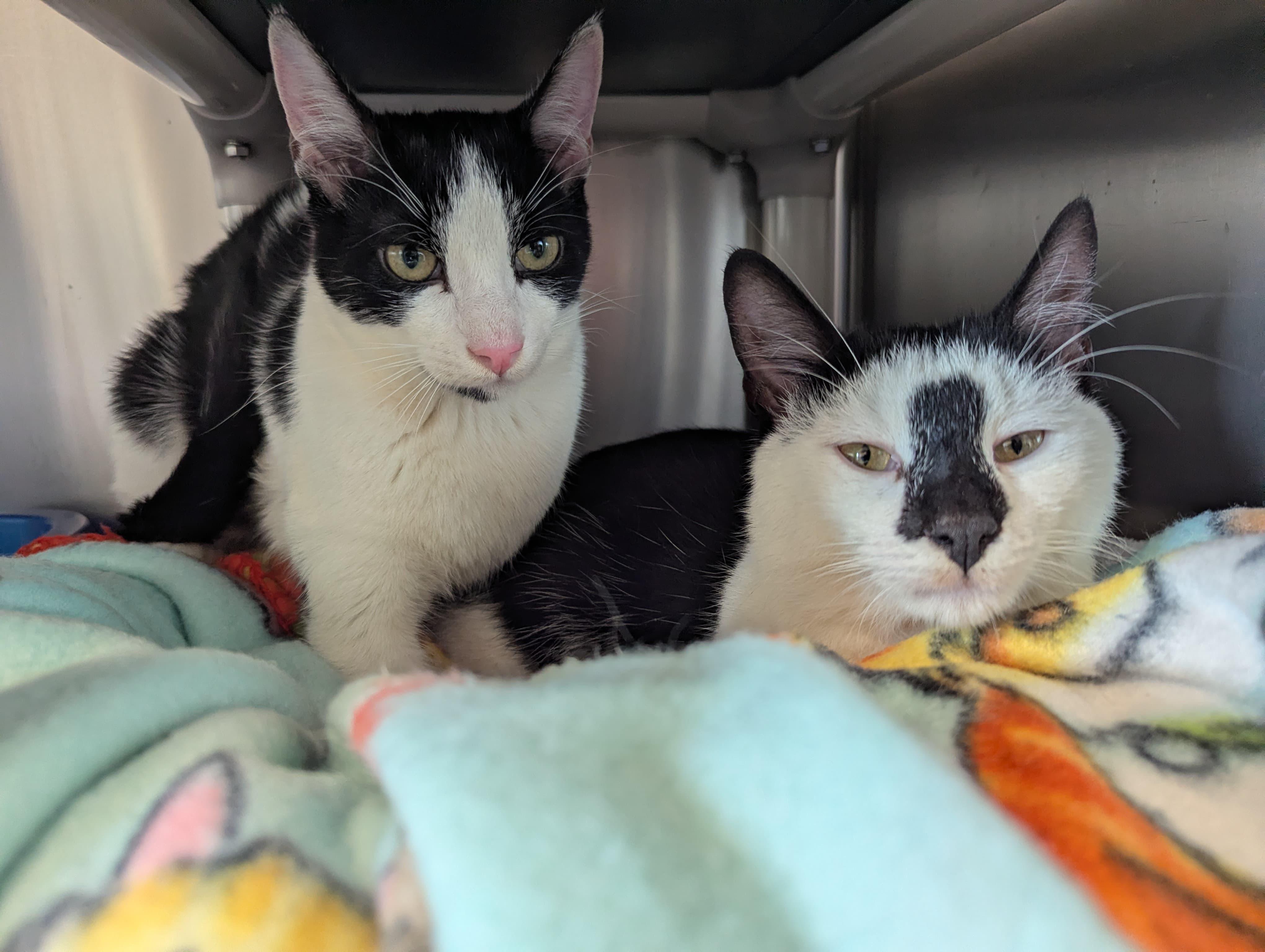 Rorschach & Inky, ADOPTABLE, Young Male Domestic Short Hair.