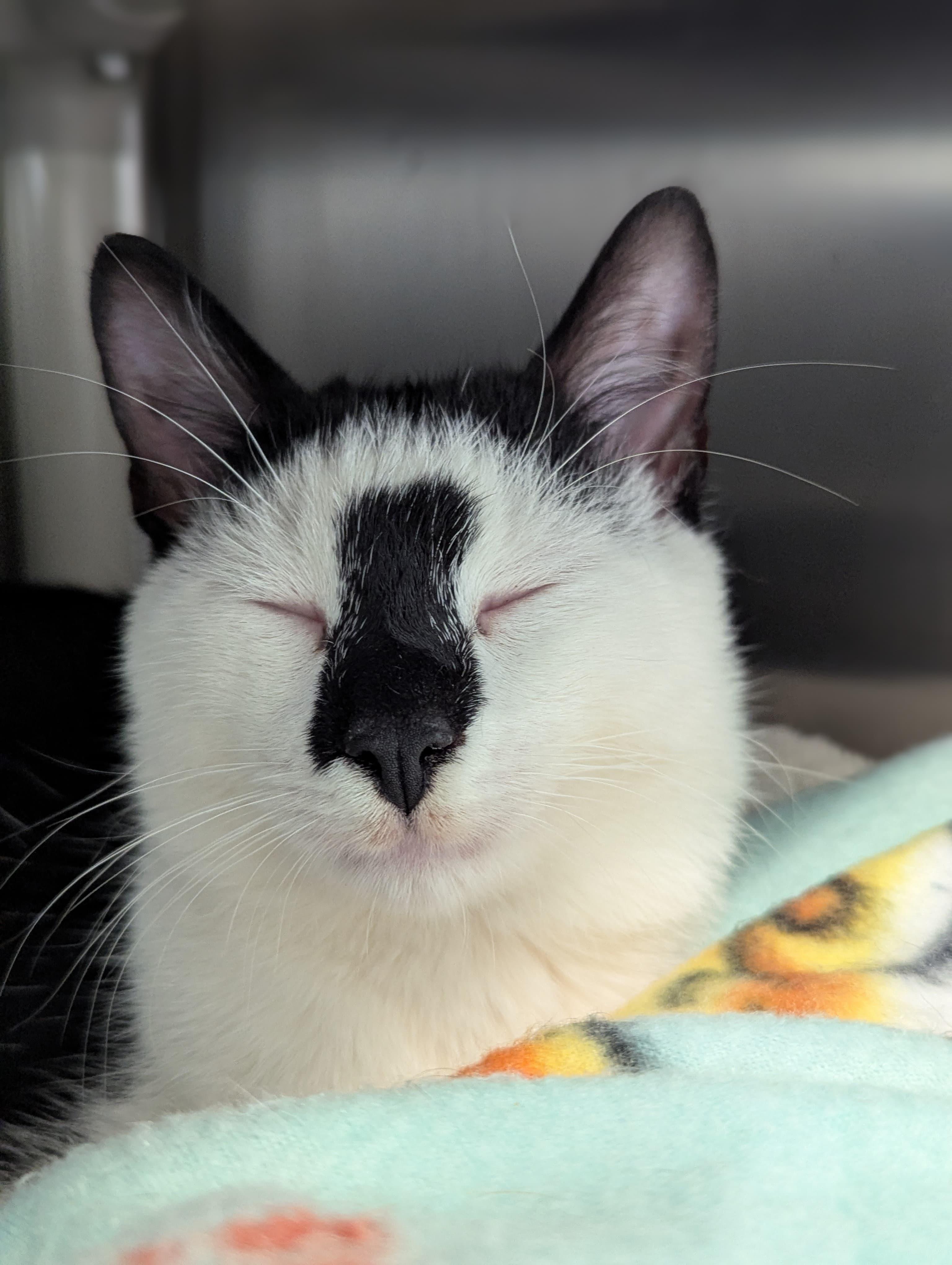 Enlarge Rorschach & Inky, a ADOPTABLE Domestic Short Hair in Morristown, NJ image 2/6