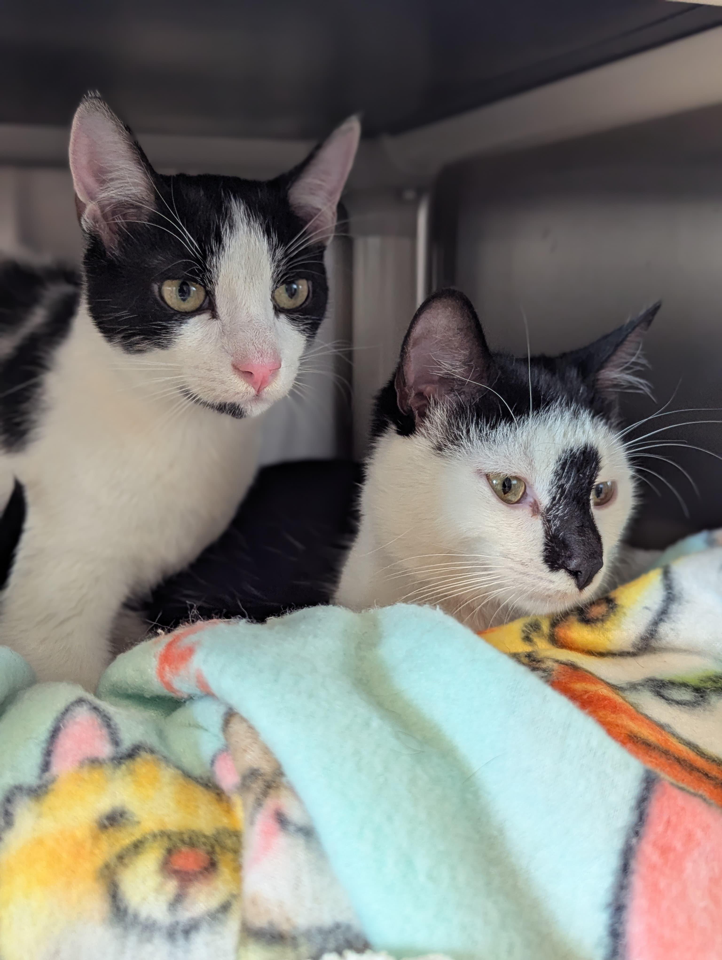Enlarge Rorschach & Inky, a ADOPTABLE Domestic Short Hair in Morristown, NJ image 6/6