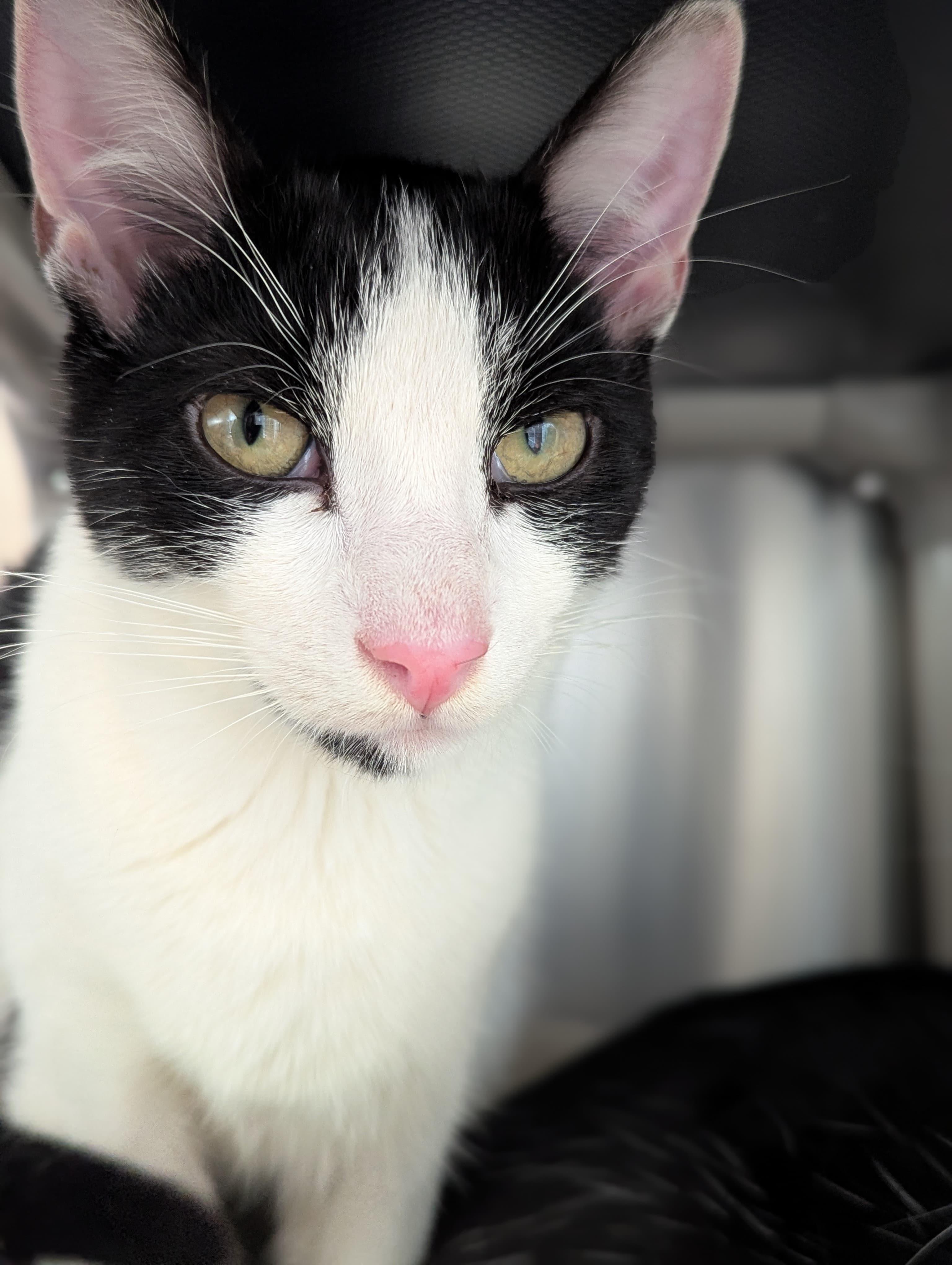 Enlarge Rorschach & Inky, a ADOPTABLE Domestic Short Hair in Morristown, NJ image 3/6