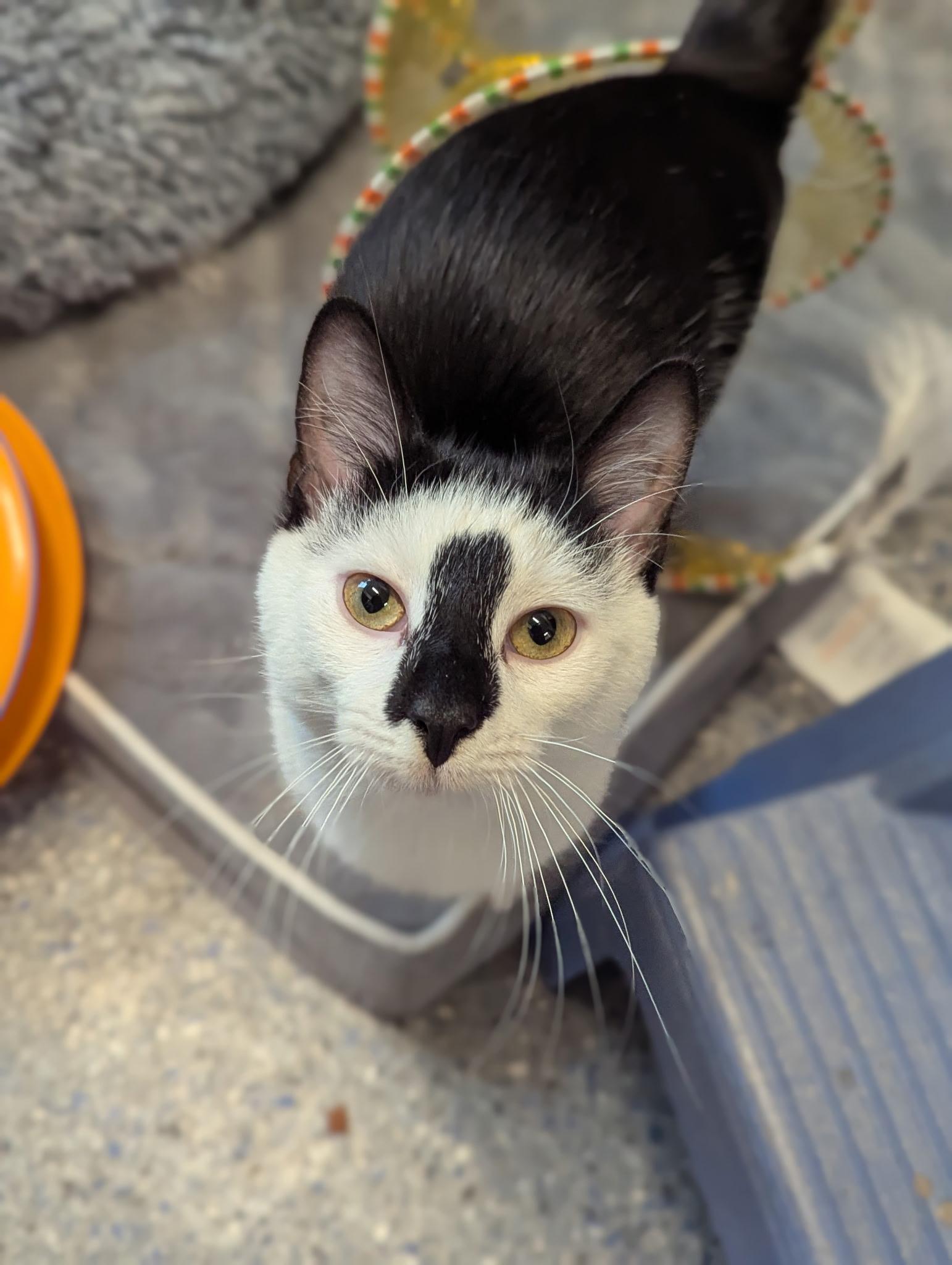 Enlarge Rorschach & Inky, a ADOPTABLE Domestic Short Hair in Morristown, NJ image 4/6