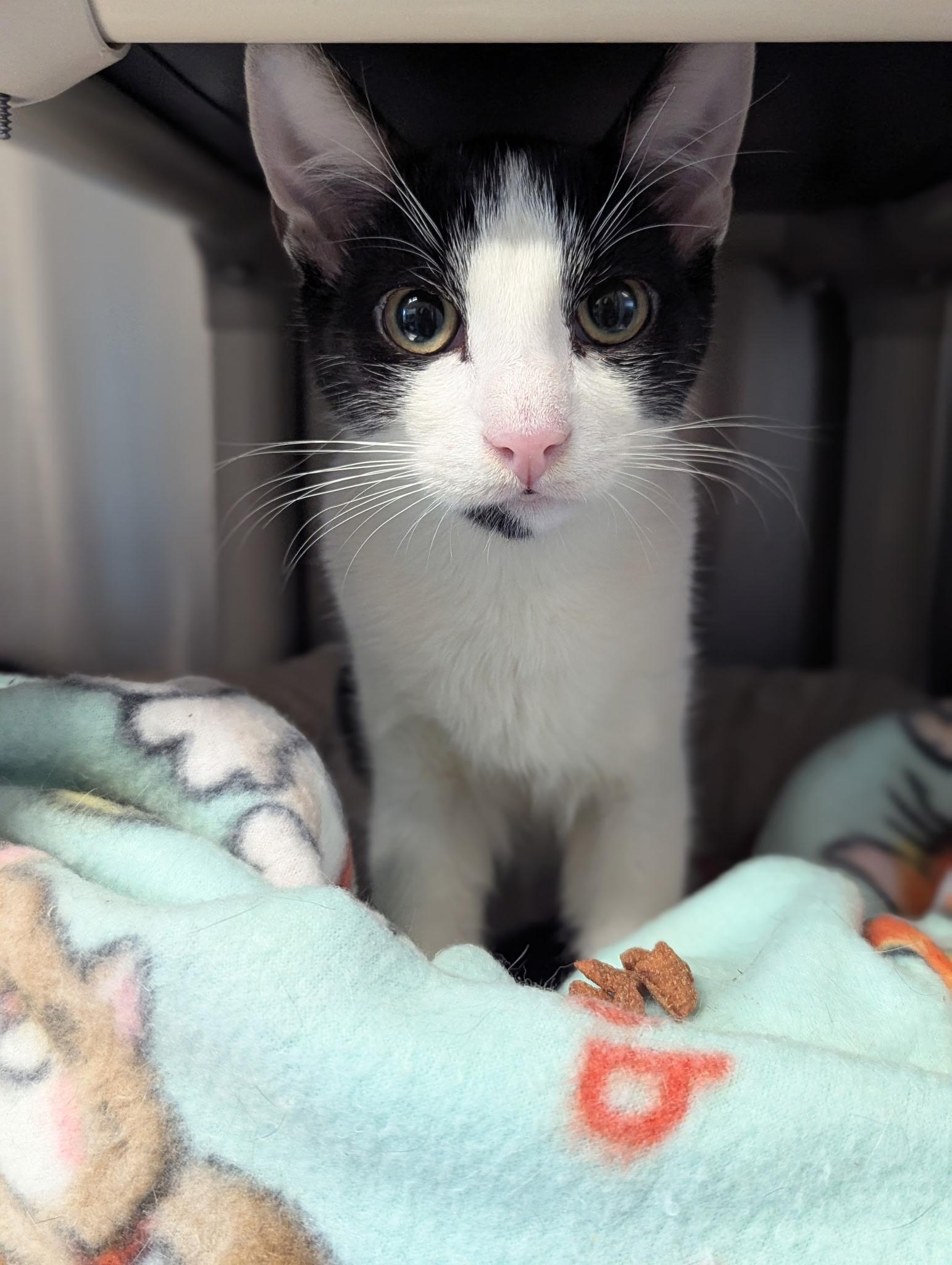 Enlarge Rorschach & Inky, a ADOPTABLE Domestic Short Hair in Morristown, NJ image 5/6