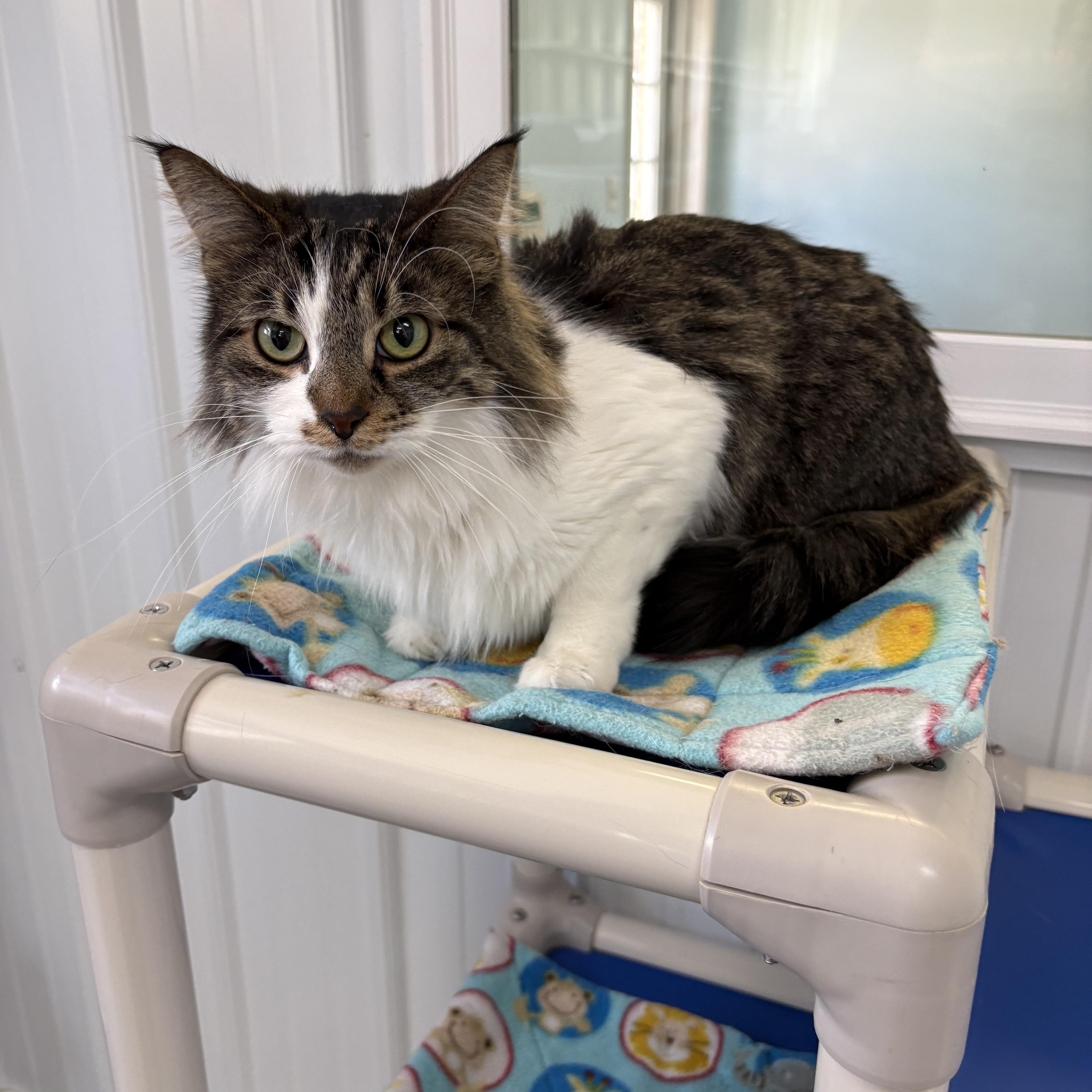 Enlarge Cuddles, a ADOPTABLE Domestic Long Hair in Big Rapids, MI image 1/3