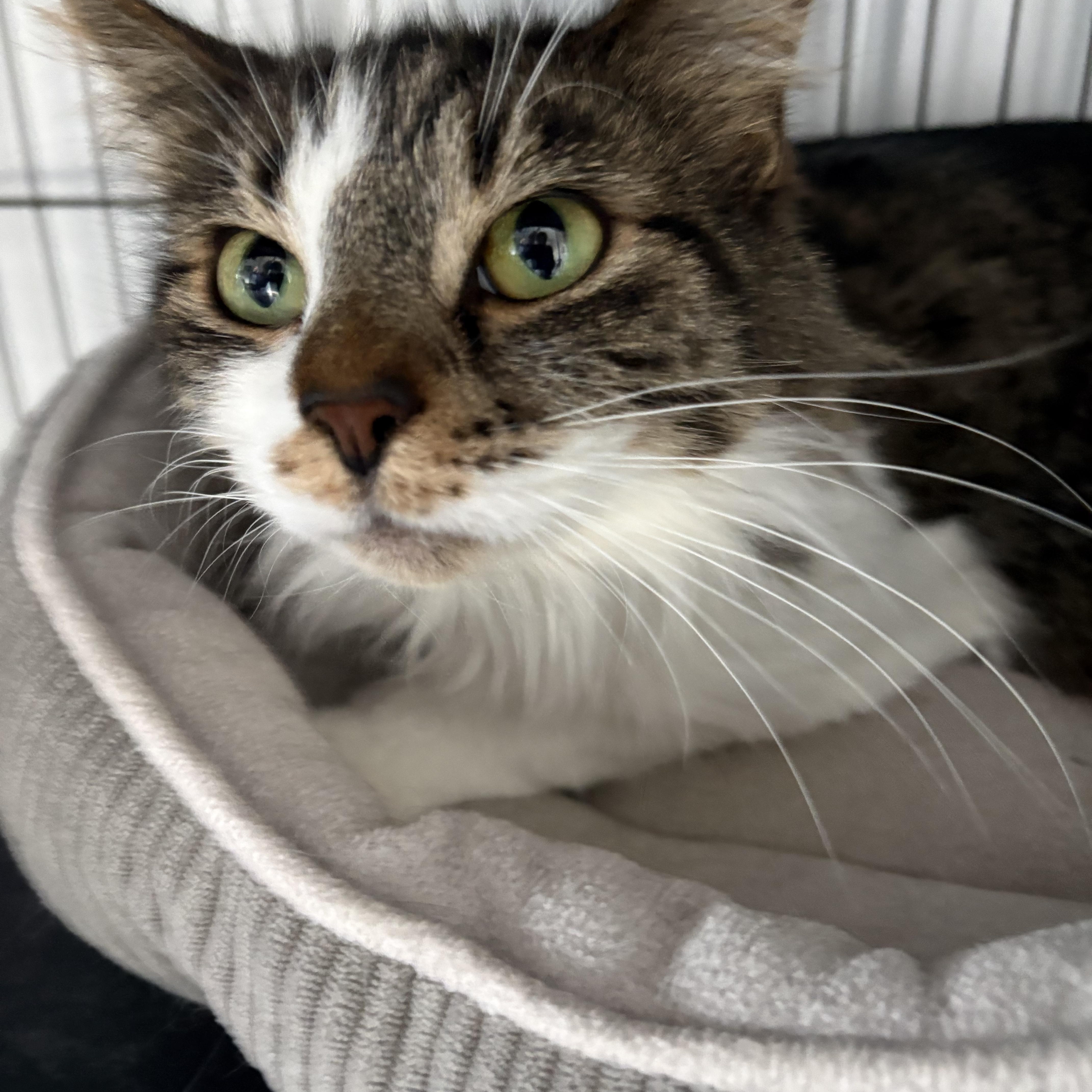 Enlarge Cuddles, a ADOPTABLE Domestic Long Hair in Big Rapids, MI image 3/3