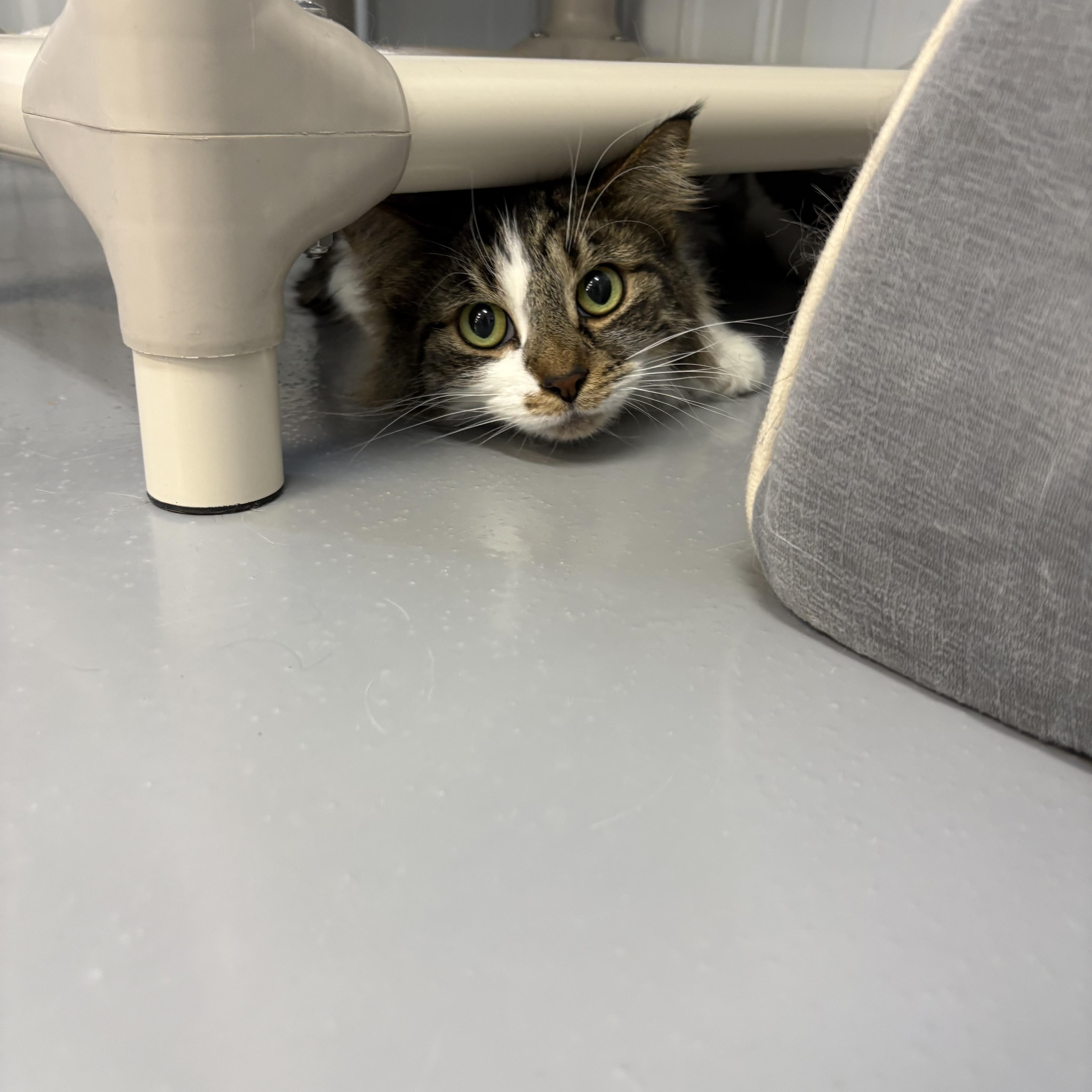Enlarge Cuddles, a ADOPTABLE Domestic Long Hair in Big Rapids, MI image 2/3