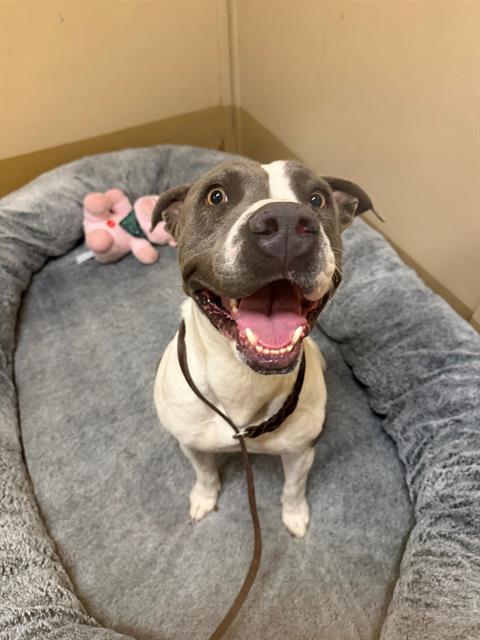 Enlarge ROCCO, a Adoptable Pit Bull Terrier in Chula Vista, CA image 1/1