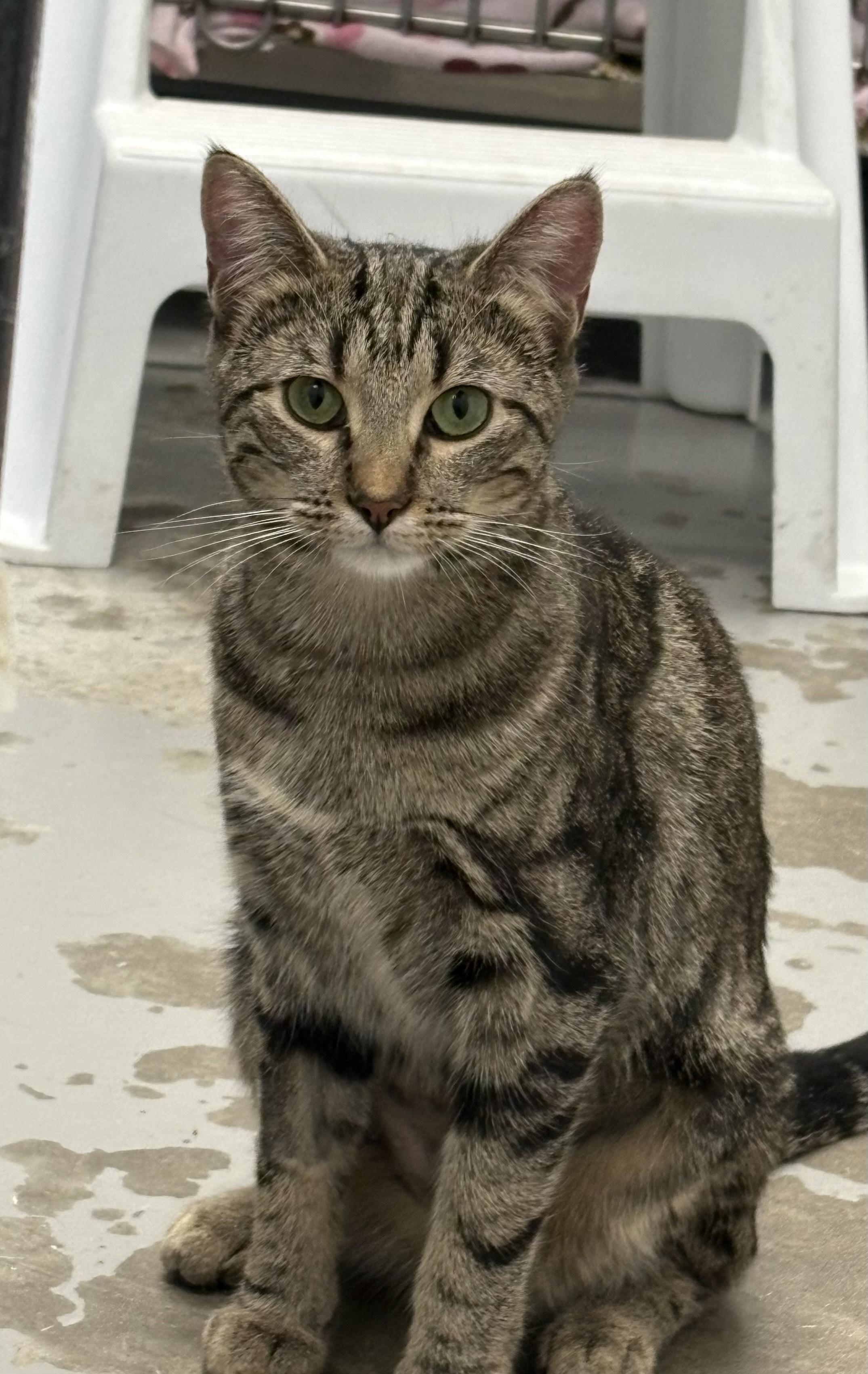 Enlarge Carol, a Adoptable Domestic Short Hair in Brooks, AB image 1/3