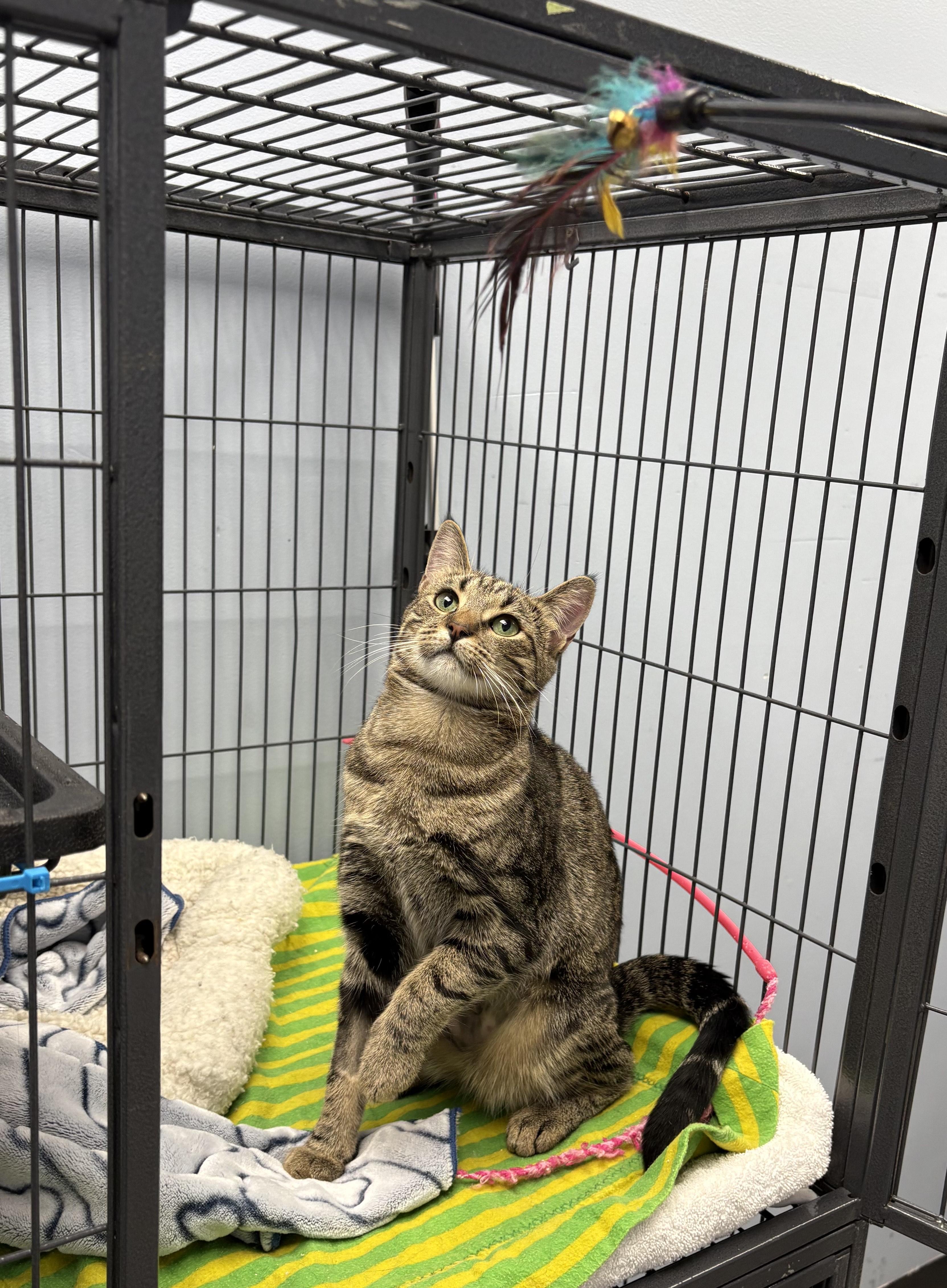 Enlarge Carol, a Adoptable Domestic Short Hair in Brooks, AB image 2/3