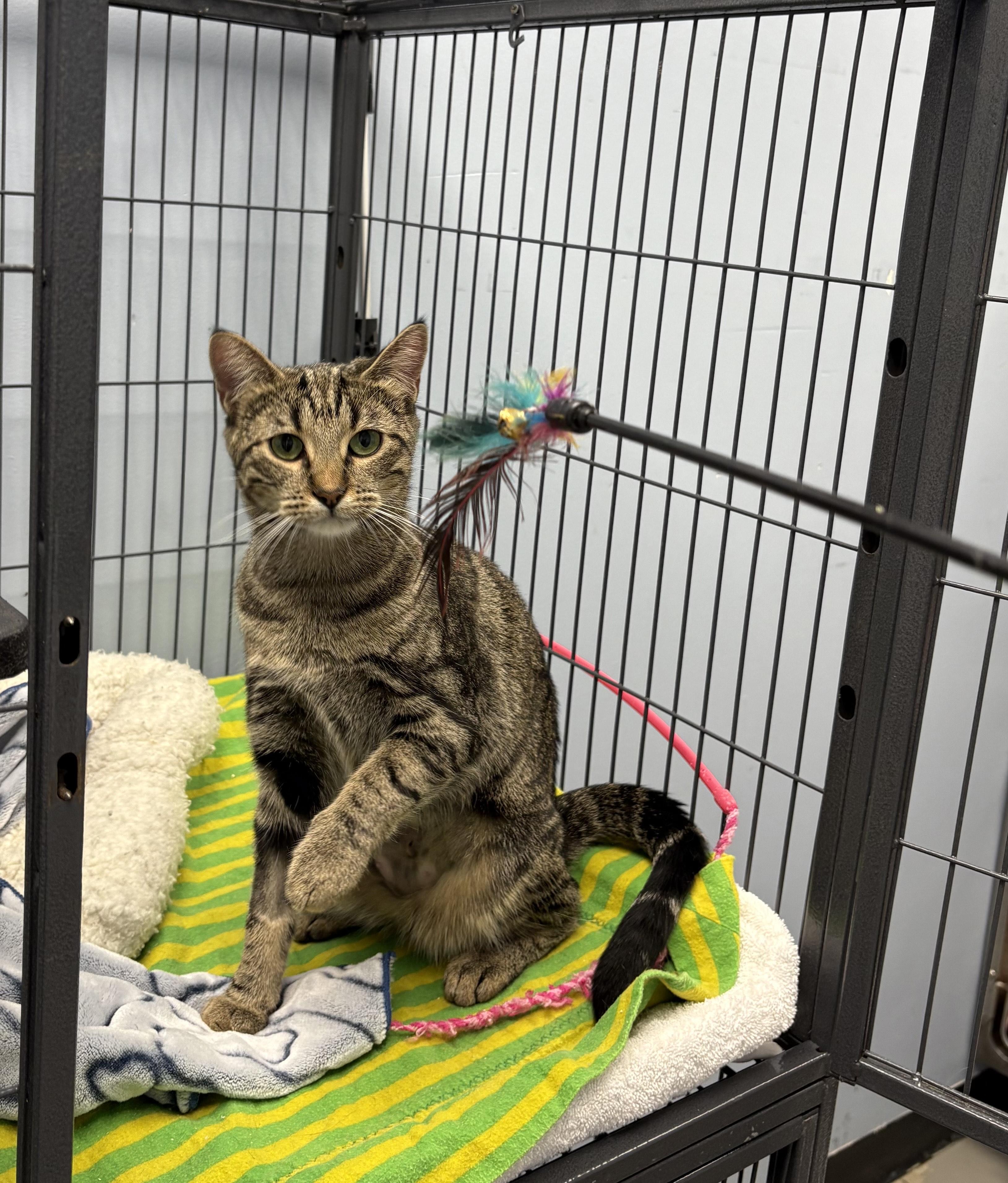 Enlarge Carol, a Adoptable Domestic Short Hair in Brooks, AB image 3/3