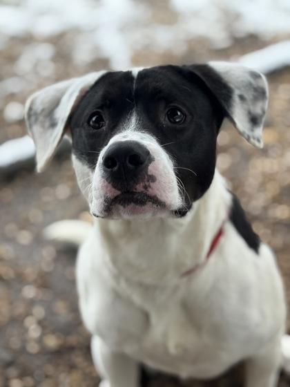 Sylvester, a Adoptable Mixed Breed in West Chester, PA image 2/3