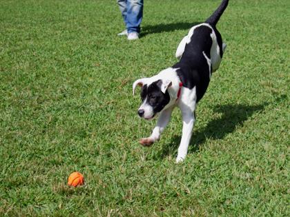 Enlarge Sylvester, a Adoptable Mixed Breed in West Chester, PA image 2/3