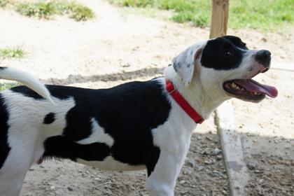 Enlarge Sylvester, a Adoptable Mixed Breed in West Chester, PA image 3/3