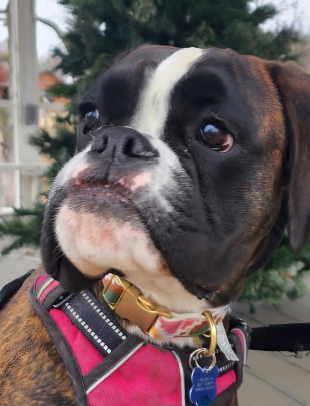 Meghan, ADOPTABLE, Adult Female Boxer.