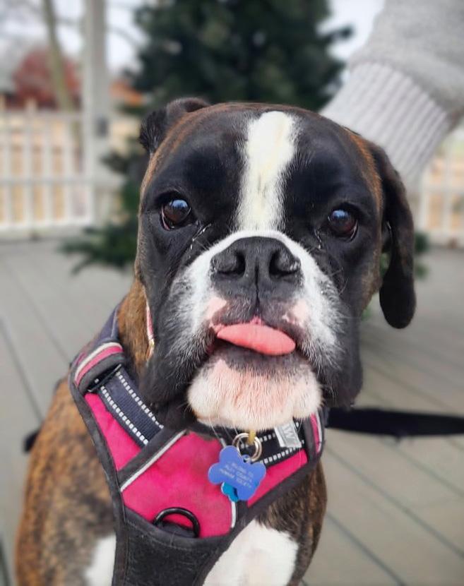 Meghan, a ADOPTABLE Boxer in Manhattan, KS image 2/3