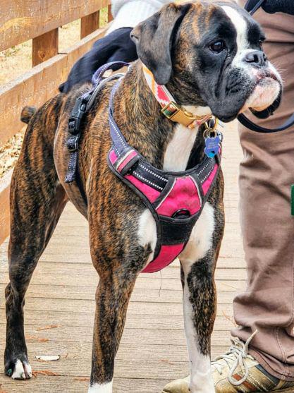 Meghan, a ADOPTABLE Boxer in Manhattan, KS image 3/3