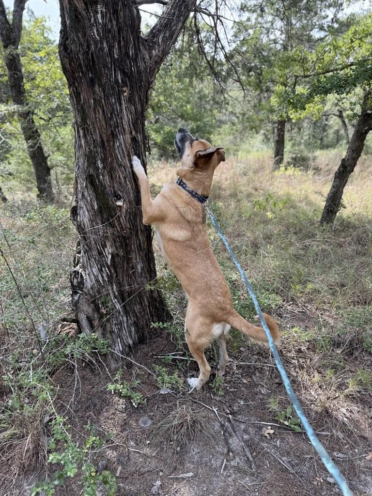 Enlarge Merlin, a Adoptable mixed breed in Red Rock, TX image 6/6