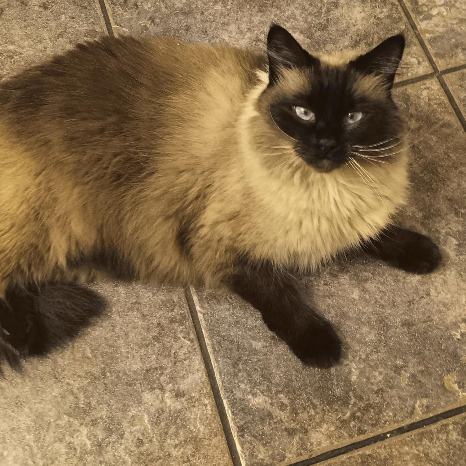 Mellow, ADOPTABLE, Adult Female Siamese.