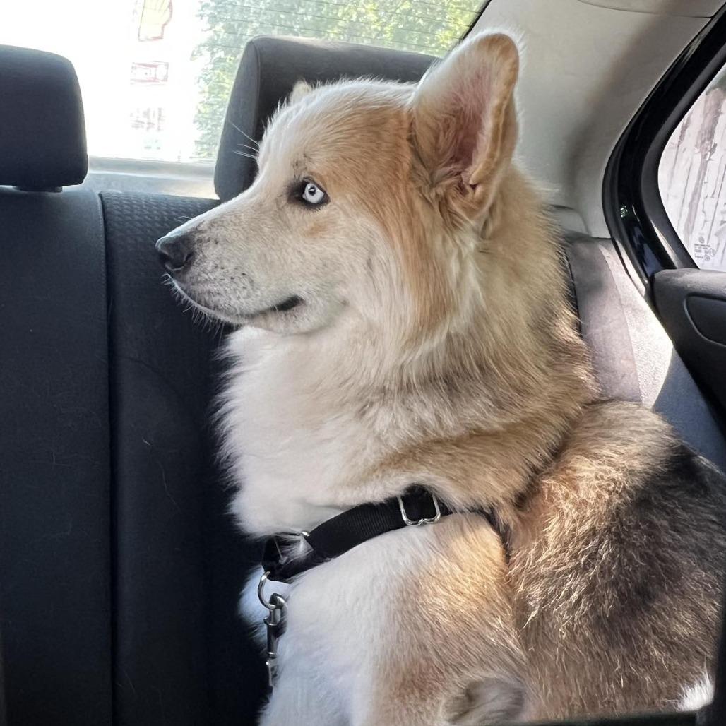 Blue Jay TE — thumbnail 2