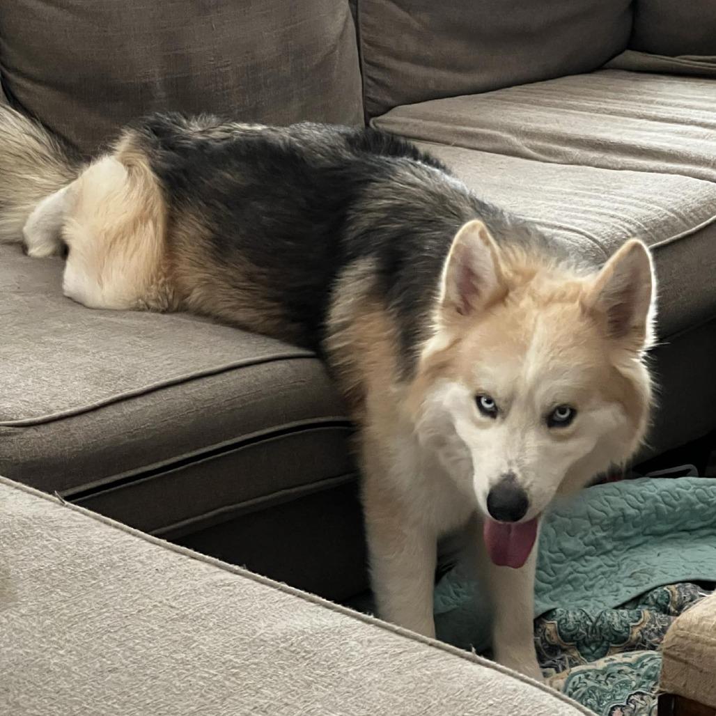 Blue Jay TE — thumbnail 3