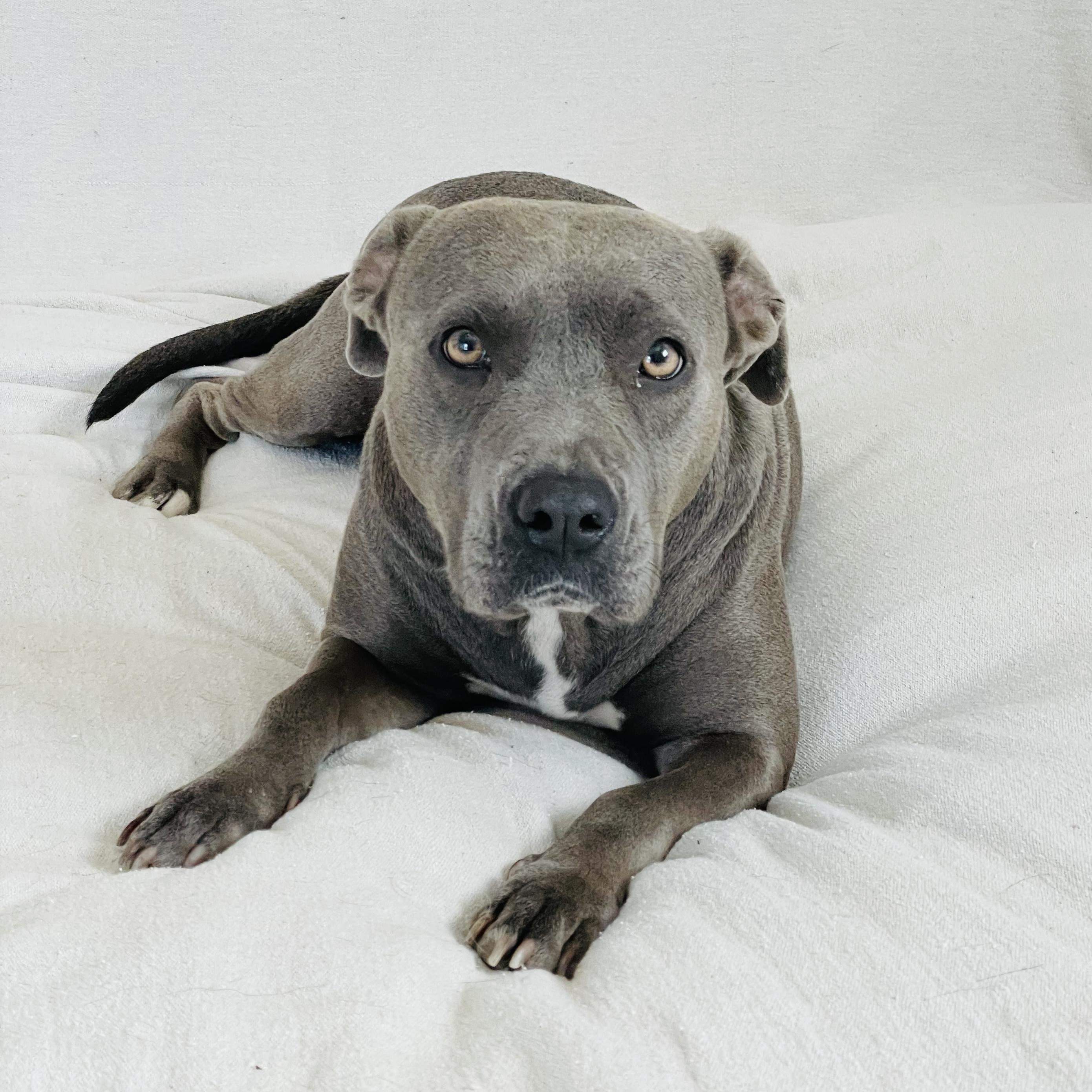 Enlarge Loving Lula, a Adoptable mixed breed in West Hartford , CT image 1/6