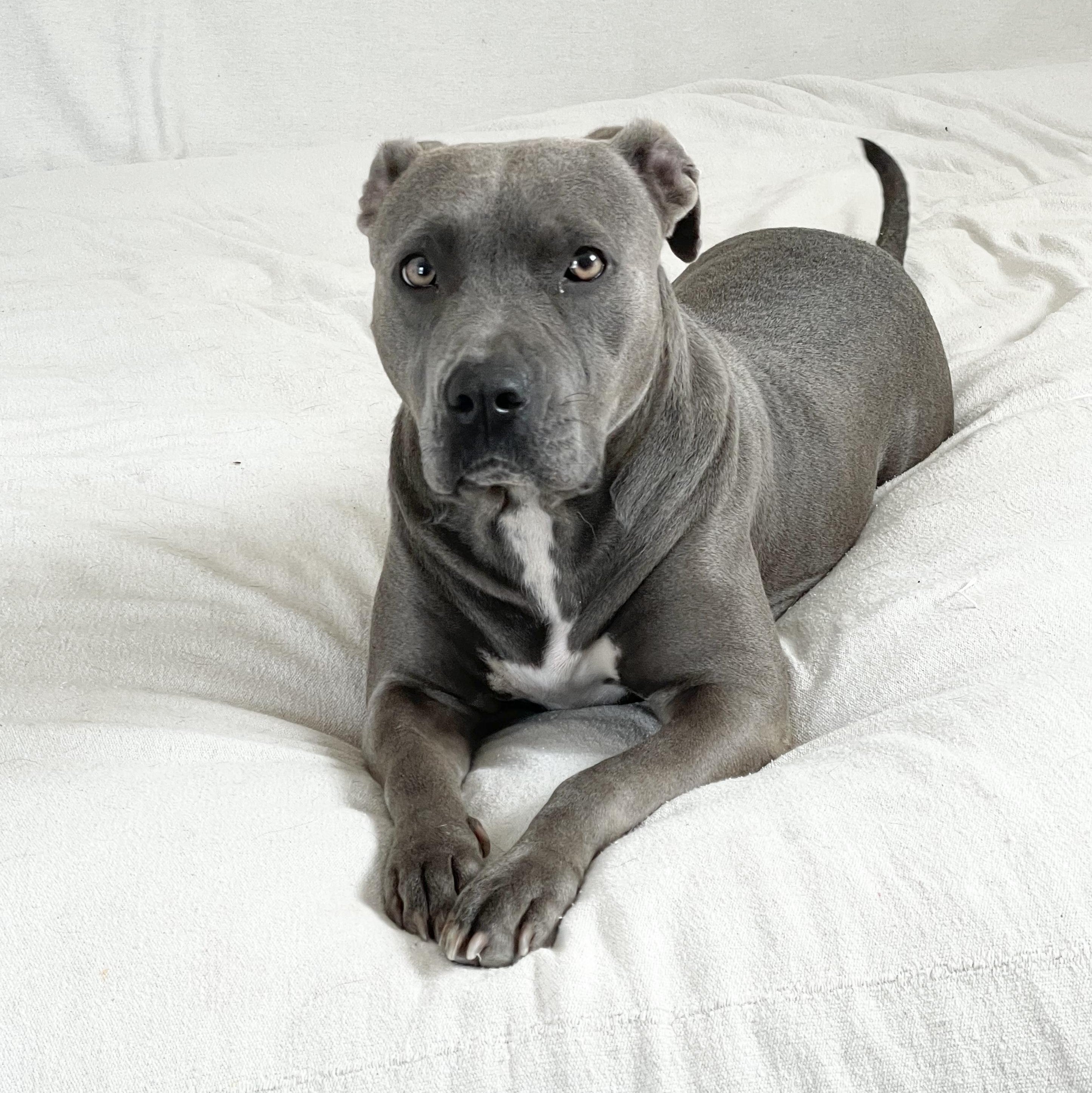 Enlarge Loving Lula, a Adoptable mixed breed in West Hartford , CT image 4/6