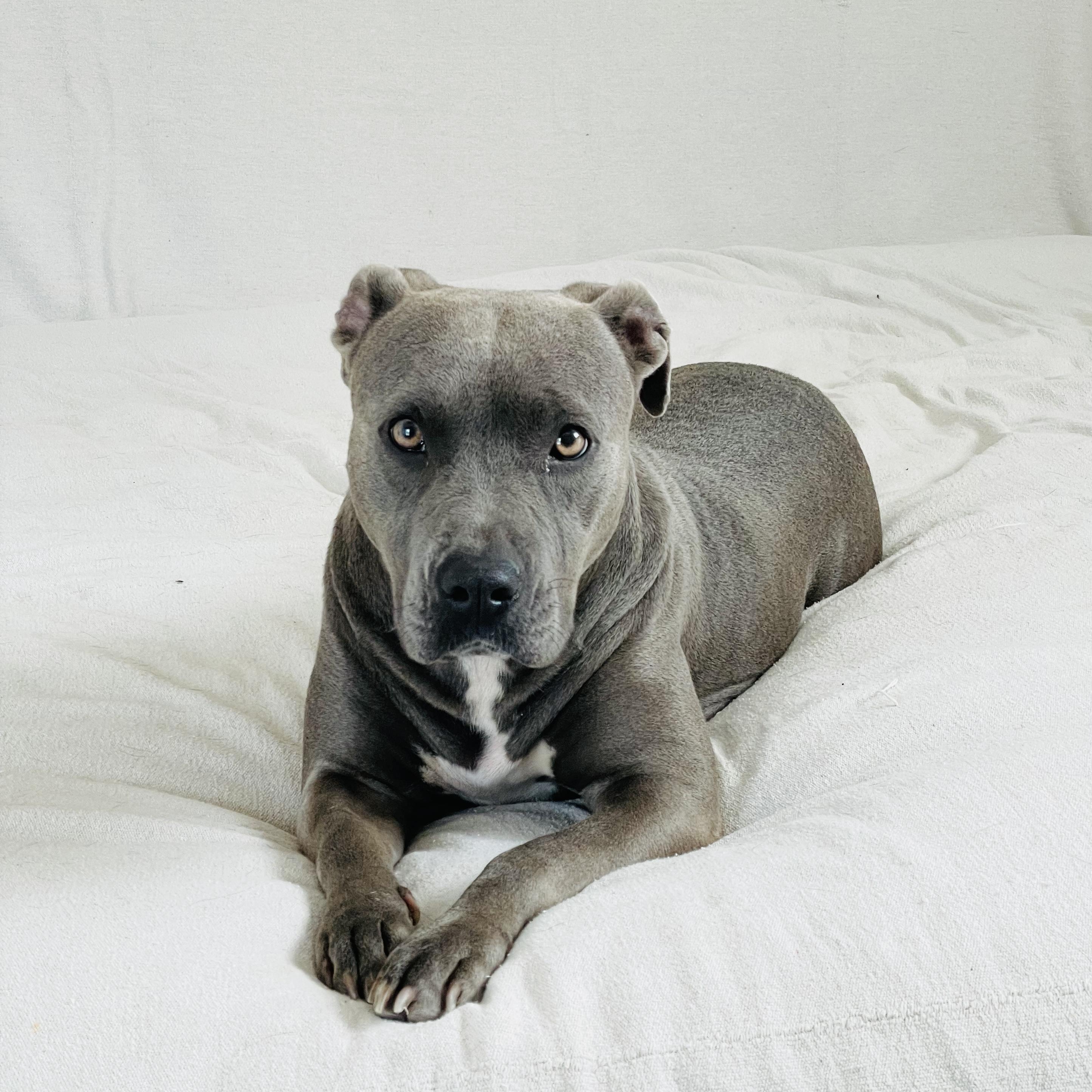Enlarge Loving Lula, a Adoptable mixed breed in West Hartford , CT image 2/6