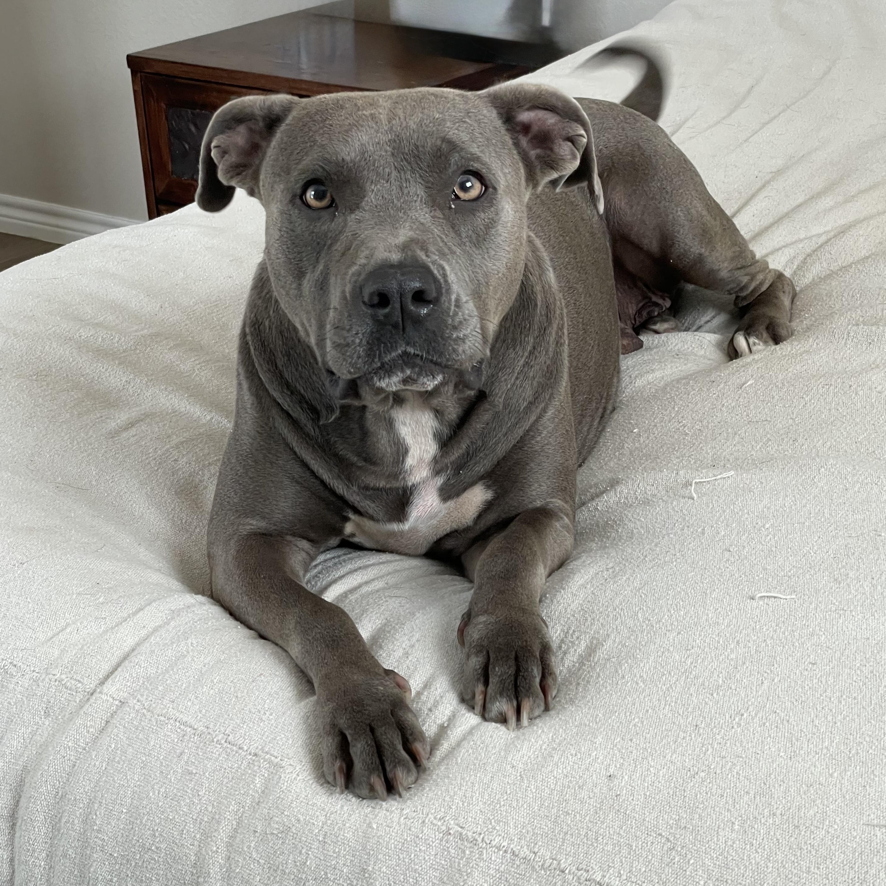 Enlarge Loving Lula, a Adoptable mixed breed in West Hartford , CT image 3/6