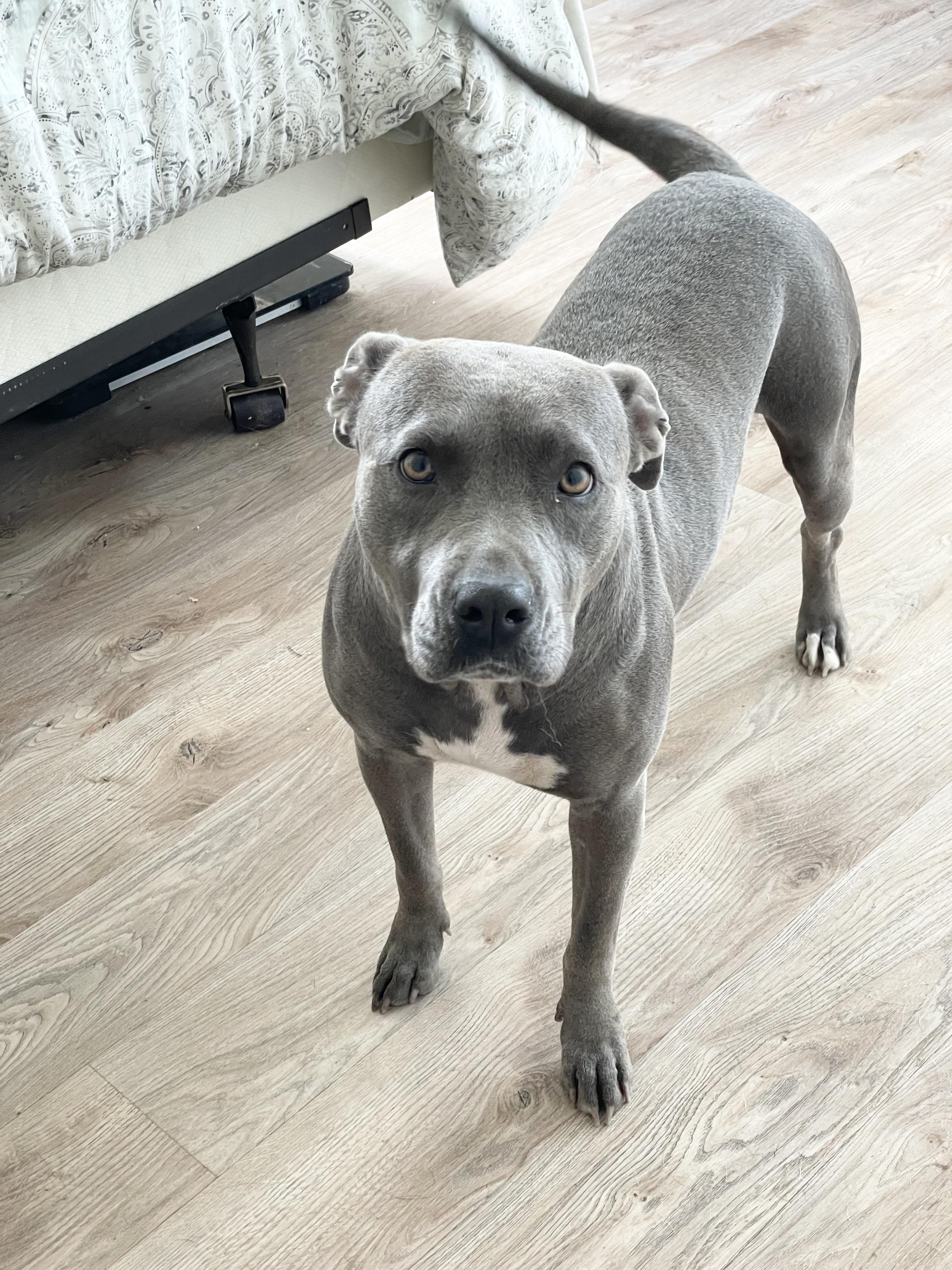 Enlarge Loving Lula, a Adoptable mixed breed in West Hartford , CT image 6/6