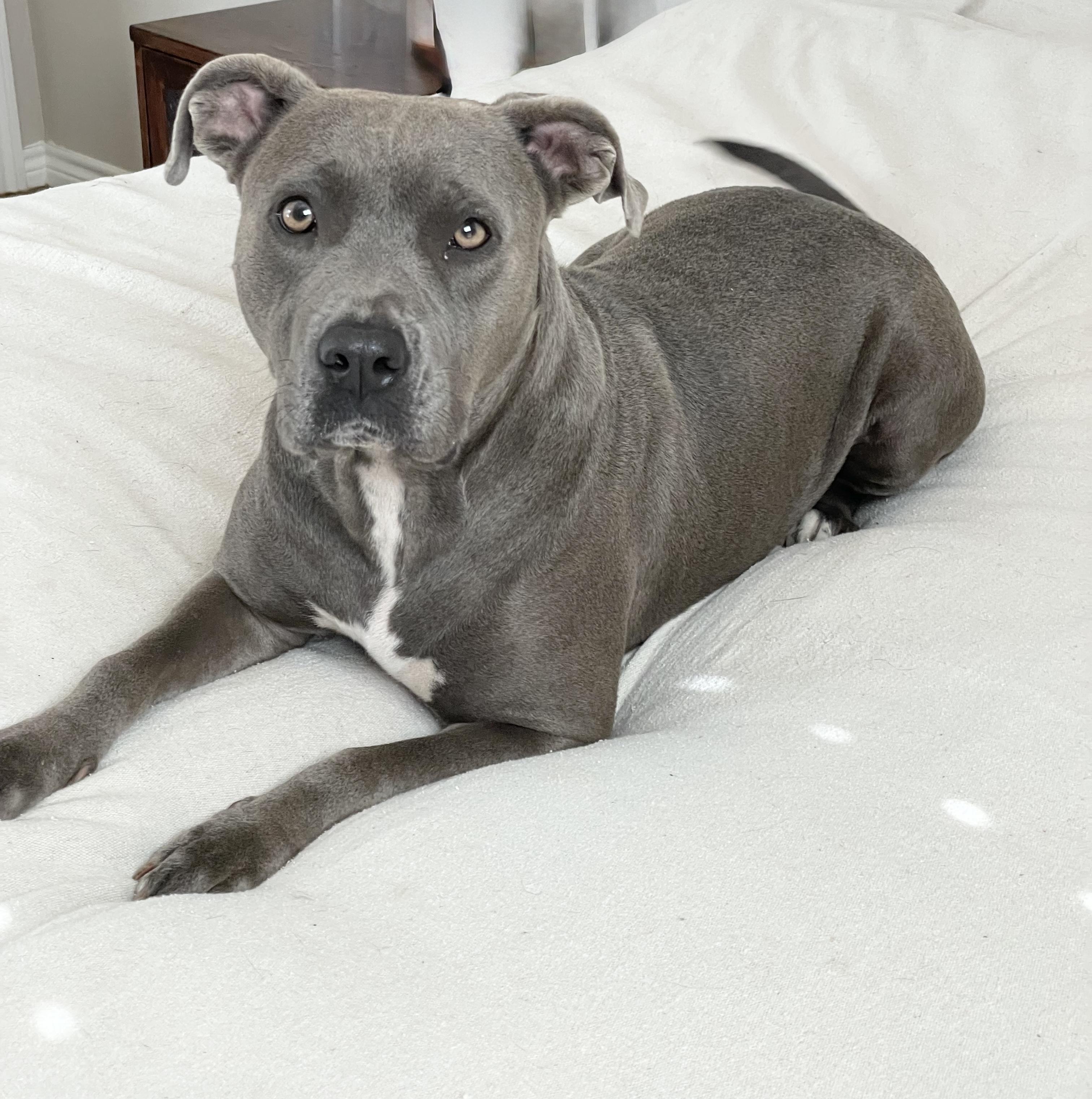 Enlarge Loving Lula, a Adoptable mixed breed in West Hartford , CT image 5/6