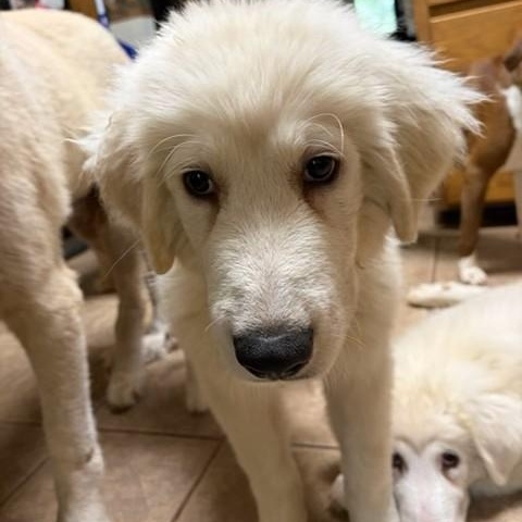 Maverick, a ADOPTABLE mixed breed in Unionville, CT image 2/5