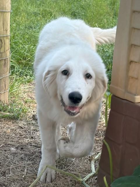 Maverick, ADOPTABLE, Young Male Great Pyrenees.