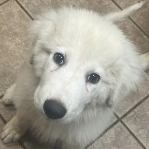 Maverick, a ADOPTABLE mixed breed in Unionville, CT image 3/5