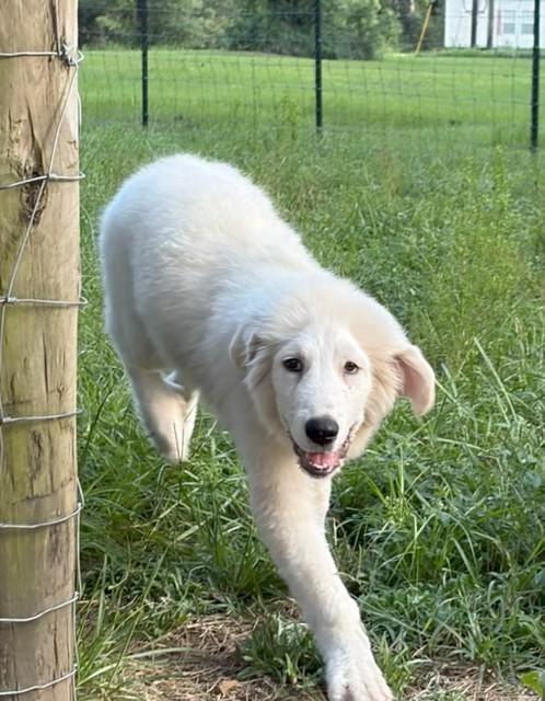 Enlarge Maverick, a ADOPTABLE mixed breed in Unionville, CT image 3/6