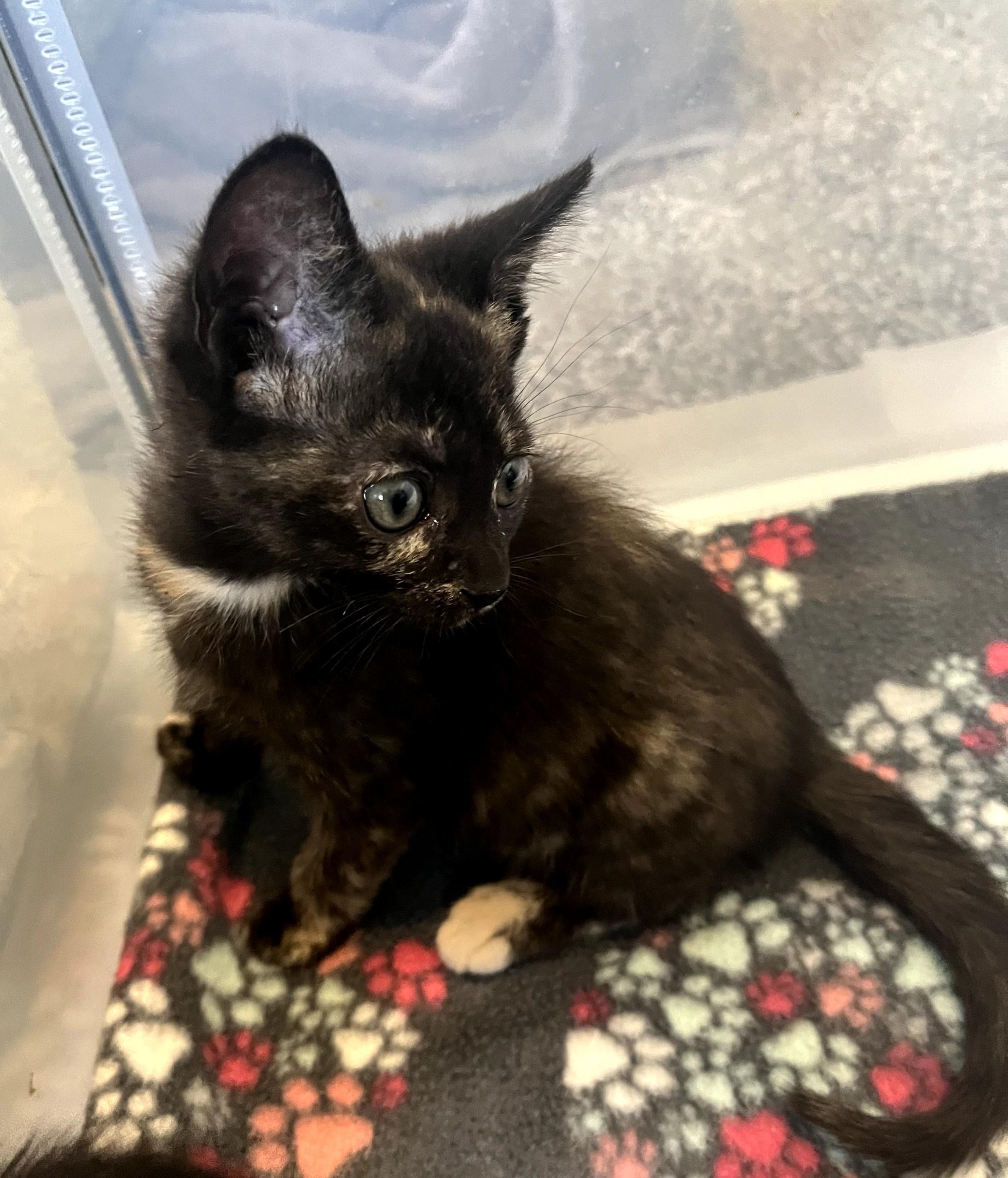 Precious & Sweet-Godiva, a Adoptable Domestic Short Hair in Laurel, MD image 2/4
