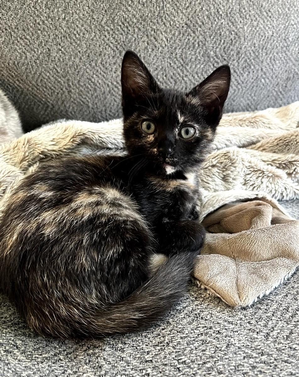 Precious & Sweet-Godiva, a Adoptable Domestic Short Hair in Laurel, MD image 4/4
