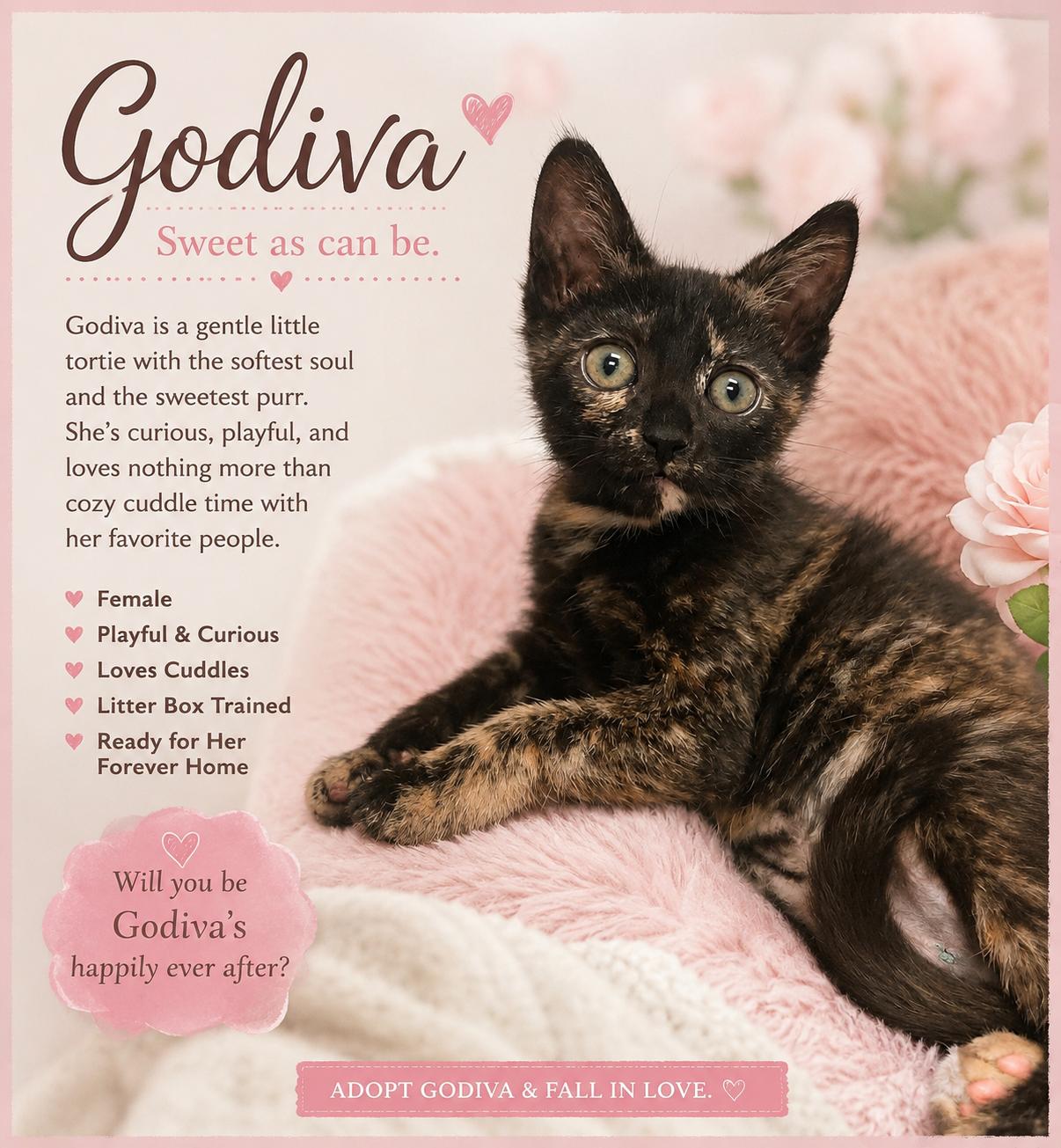 Precious & Sweet-Godiva, a Adoptable Domestic Short Hair in Laurel, MD image 1/4