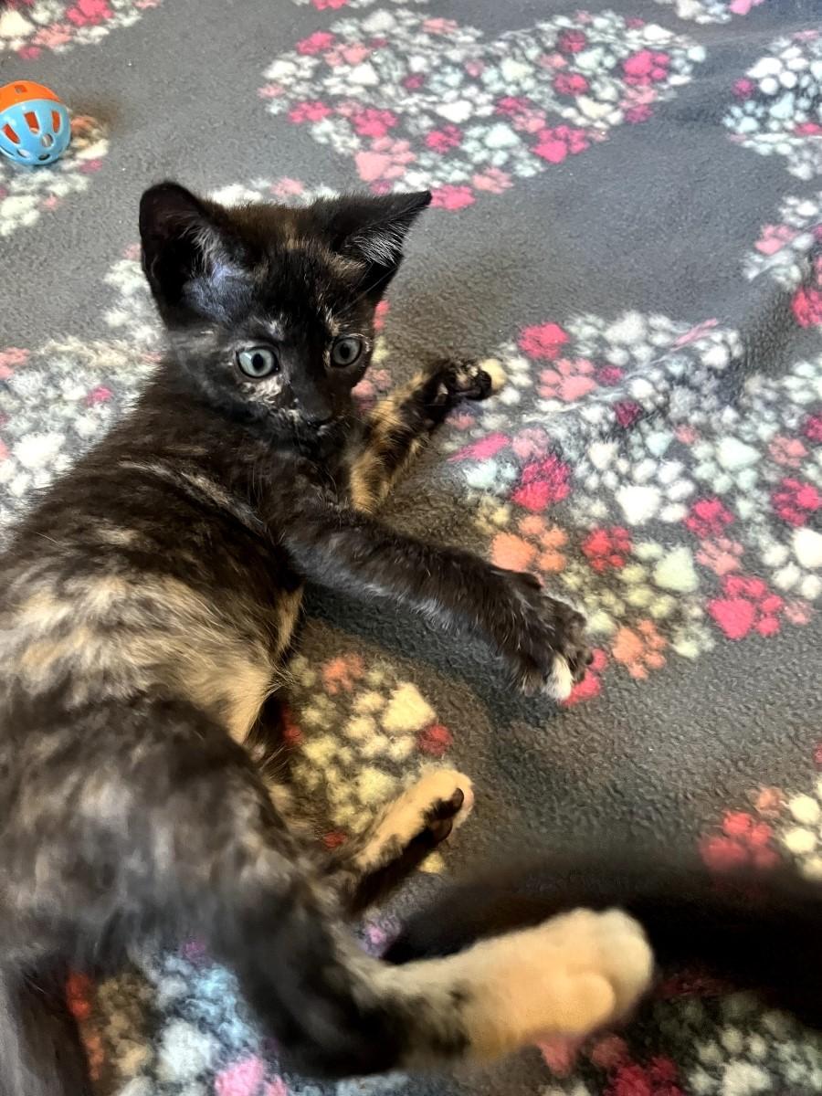 Precious & Sweet-Godiva, a Adoptable Domestic Short Hair in Laurel, MD image 3/4
