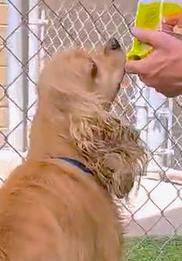 Enlarge Bartleby, a Adoptable Cocker Spaniel in Plano, TX image 5/5
