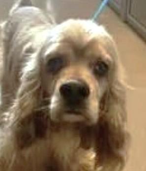 Enlarge Bartleby, a Adoptable Cocker Spaniel in Plano, TX image 1/5