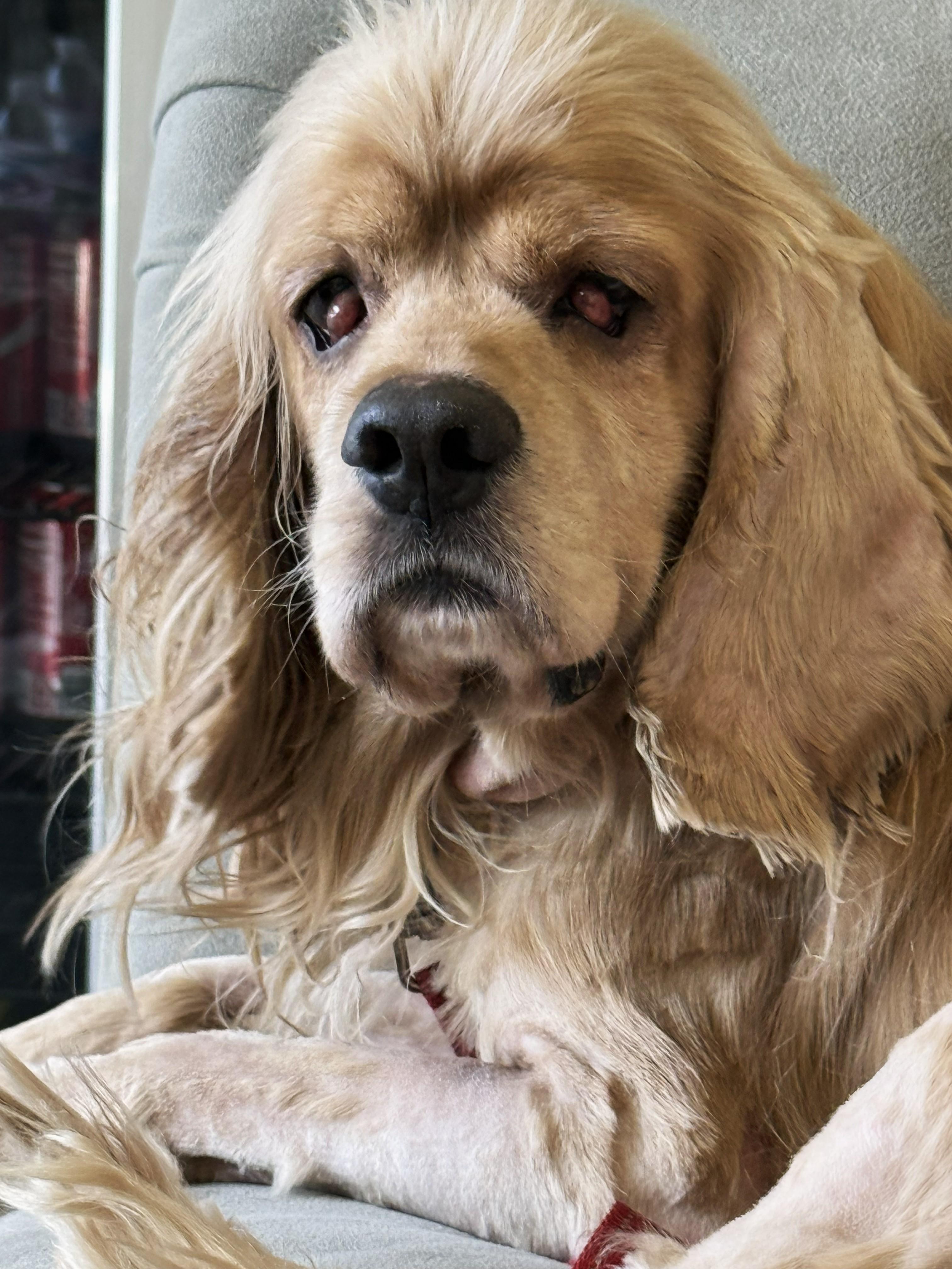 Enlarge Bartleby, a Adoptable Cocker Spaniel in Plano, TX image 3/5