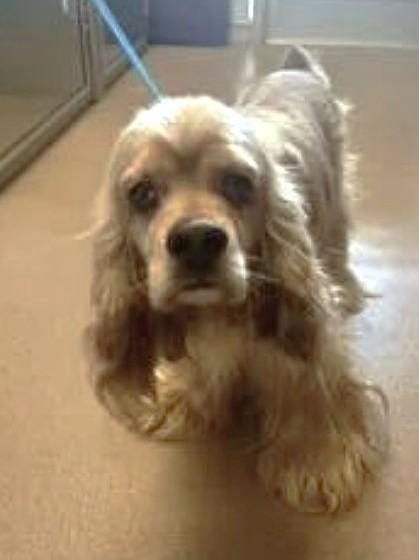 Enlarge Bartleby, a Adoptable Cocker Spaniel in Plano, TX image 4/5