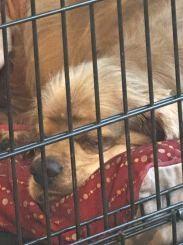 Enlarge Bartleby, a Adoptable Cocker Spaniel in Plano, TX image 2/5