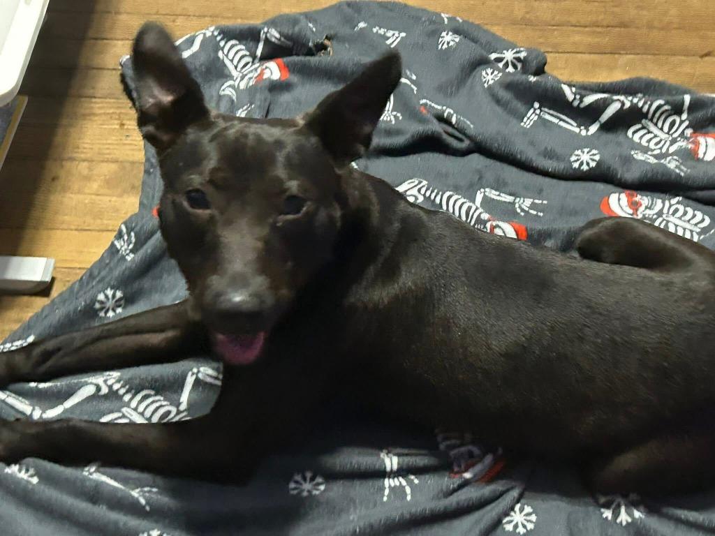 Shorty, Adoptable, Young Male Mixed Breed.