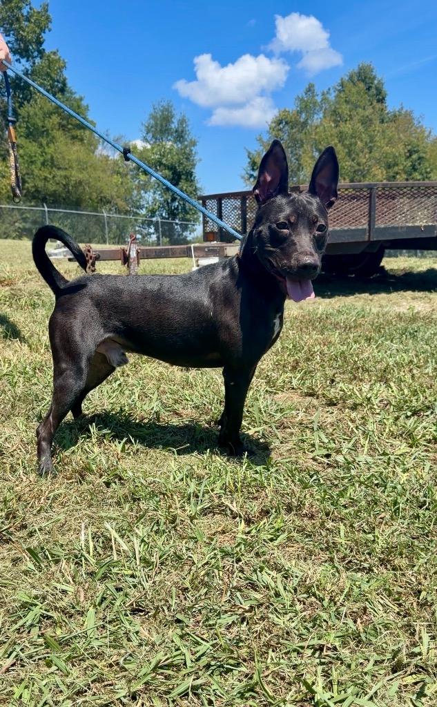 Enlarge Shorty, a Adoptable mixed breed in Chickamauga , GA image 2/4