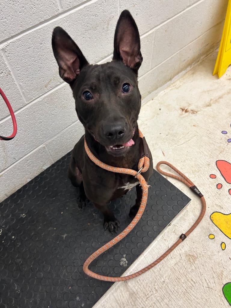 Enlarge Shorty, a Adoptable mixed breed in Chickamauga , GA image 4/4